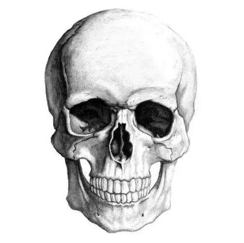 头骨结构图素描步骤正面图 素描人物头骨结构的画法