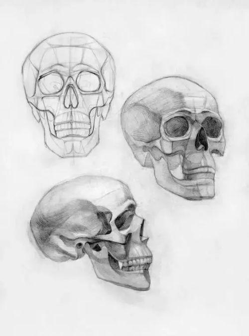 头骨结构图素描步骤正面图 素描人物头骨结构的画法