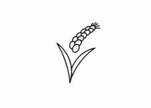 成熟的麦子简笔画步骤画法 卡通彩色麦子简笔画怎么画